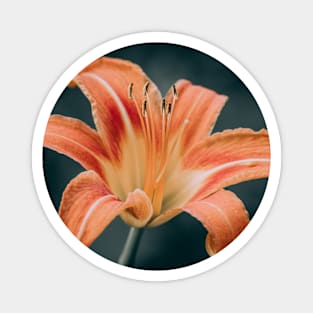 Dark Daylily Magnet